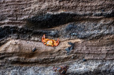 red crabs on the black volcanic rocks of the galapagos islands