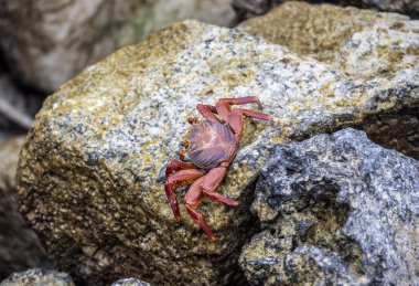 red crabs on the black volcanic rocks of the galapagos islands