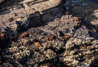 red crabs on the black volcanic rocks of the galapagos islands
