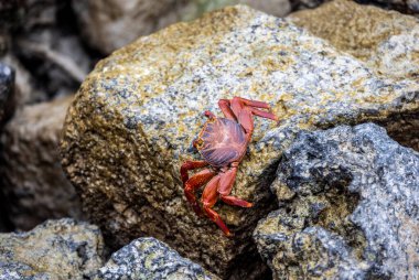 red crabs on the black volcanic rocks of the galapagos islands