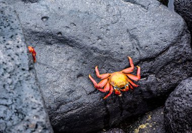 red crabs on the black volcanic rocks of the galapagos islands