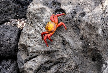 red crabs on the black volcanic rocks of the galapagos islands