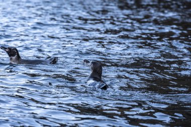 Galapagos penguins hunting in the water 
