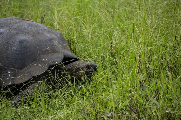 Ancient Giant Tortoises Equatorial Jungle Galapagos Islands — Stock Photo, Image