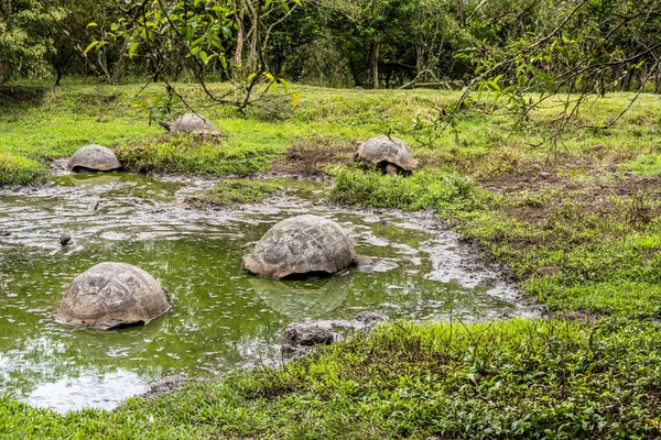 Ancient Giant Tortoises Equatorial Jungle Galapagos Islands —  Fotos de Stock