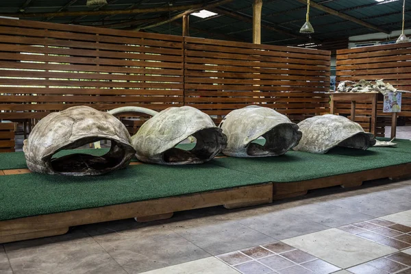 Ancient Giant Tortoises Equatorial Jungle Galapagos Islands — Foto Stock
