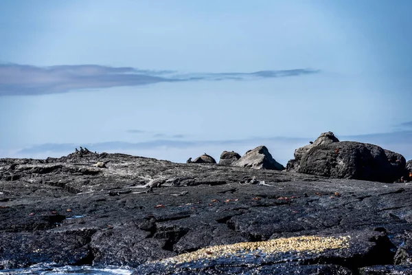 Ancient Marine Iguanas Black Volcanic Rocks Galapagos Islands — Stock Fotó
