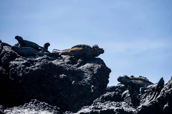 Ancient Marine Iguanas Black Volcanic Rocks Galapagos Islands — Foto Stock