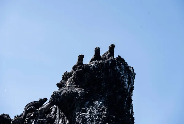 Ancient Marine Iguanas Black Volcanic Rocks Galapagos Islands — Stock Fotó