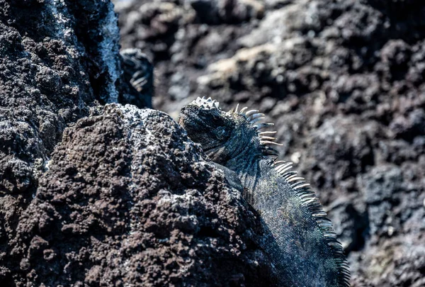 Ancient Marine Iguanas Black Volcanic Rocks Galapagos Islands — Foto Stock