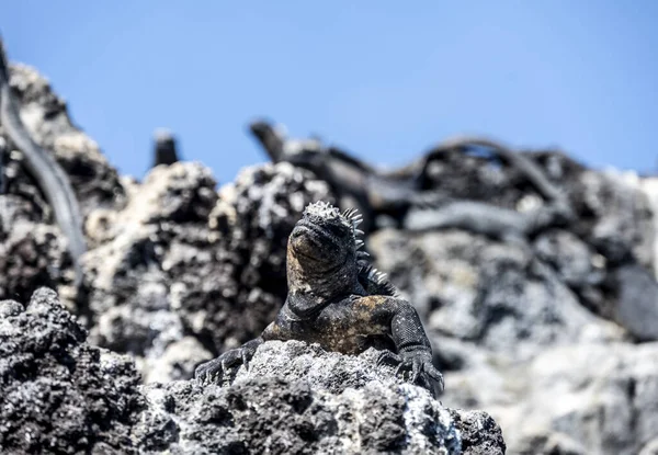 Ancient Marine Iguanas Black Volcanic Rocks Galapagos Islands — Foto Stock