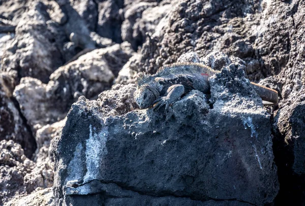 Стародавні Морські Ігуани Чорних Вулканічних Скелях Галапагоських Островів — стокове фото