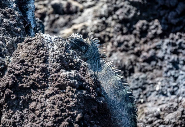 Ancient Marine Iguanas Black Volcanic Rocks Galapagos Islands — Fotografia de Stock