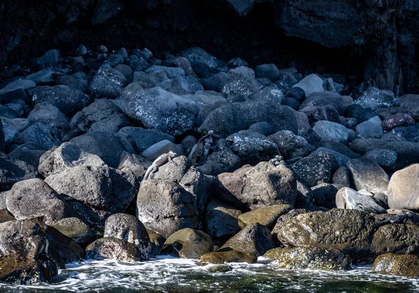 Ancient Marine Iguanas Black Volcanic Rocks Galapagos Islands — Stok fotoğraf