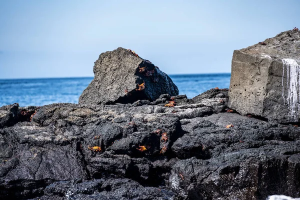 Red Crabs Black Volcanic Rocks Galapagos Islands — Stok fotoğraf