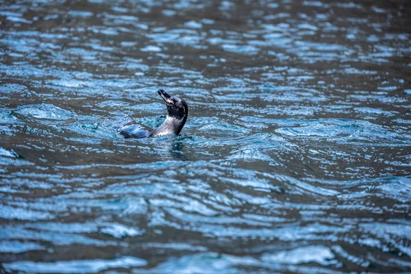 Galapagos Penguins Hunting Water — Stockfoto