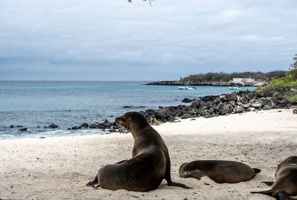 Sea Lions Sandy Beaches Galapagos Islands — стокове фото