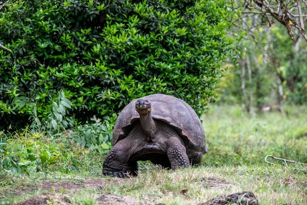 Ancient Giant Tortoises Equatorial Jungle Galapagos Islands Foto Stock