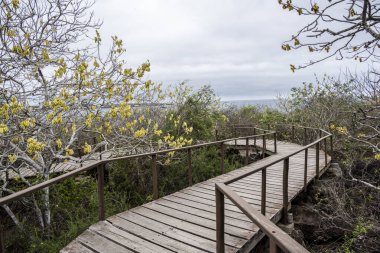 typical landscape with trees of the islands of the Galapagos archipelago 