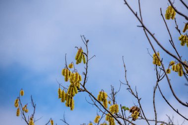 natural ecuadorian flowers and plants in vivo 