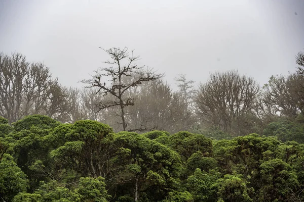 Typical Landscape Trees Islands Galapagos Archipelago — стокове фото