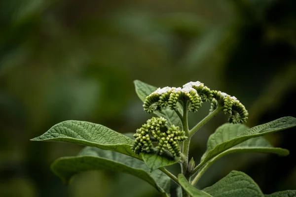 Green Plant Green Fruits Tropical Forest — Zdjęcie stockowe