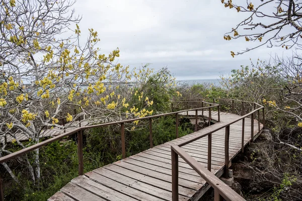Paisaje Típico Con Árboles Las Islas Del Archipiélago Galápagos — Foto de Stock