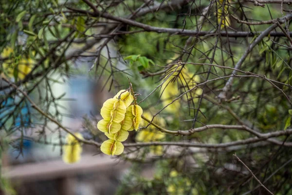 Natural Ecuadorian Flowers Plants Vivo — Stockfoto