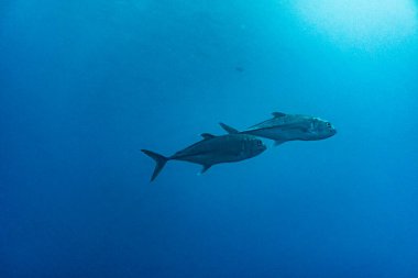 unusual beautiful and bright fish in the waters of the Galapagos Islands