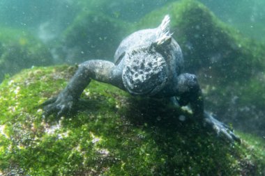 gray marine galapagos ancient iguana in shallow water eating grasssea lion plays in shallow water near divers
