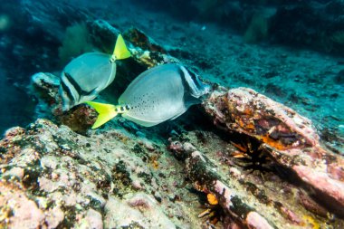 unusual beautiful and bright fish in the waters of the Galapagos Islands