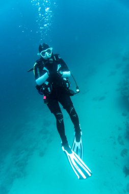 woman diver admires the beauty of the Galapagos underwater expanses 