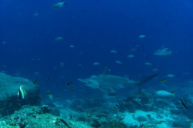 hammerhead sharks in warm currents in the Galapagos Islands