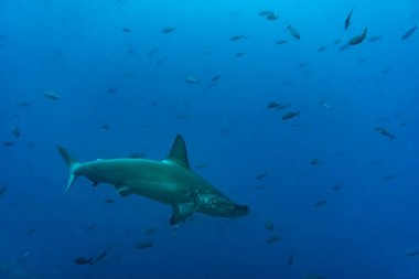 hammerhead sharks in warm currents in the Galapagos Islands