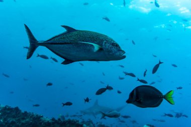 unusual beautiful and bright fish in the waters of the Galapagos Islands