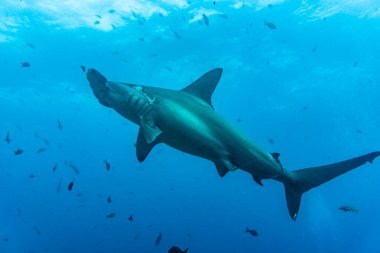 hammerhead sharks in warm currents in the Galapagos Islands