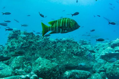 Galapagos Adaları 'nın sularında alışılmadık güzel ve parlak balıklar
