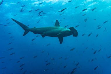hammerhead sharks in warm currents in the Galapagos Islands