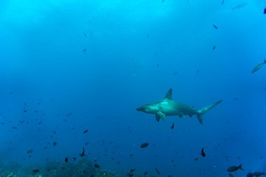 hammerhead sharks in warm currents in the Galapagos Islands