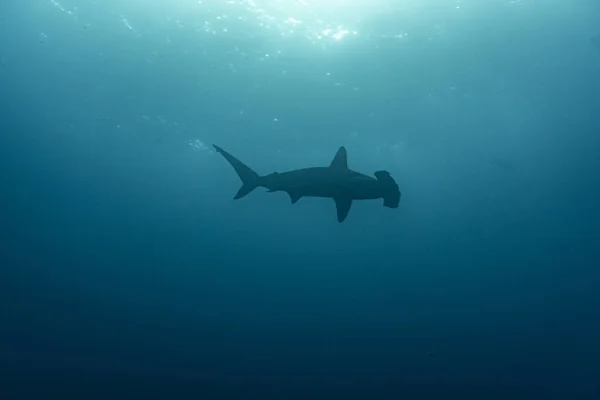 Insolite Beau Lumineux Poisson Dans Les Eaux Des Îles Galapagos — Photo