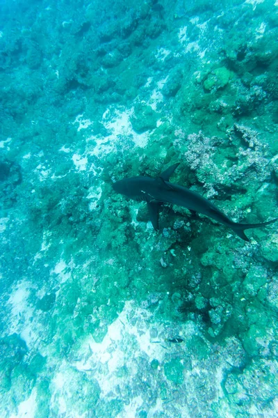加拉帕戈斯群岛水域中不同寻常的美丽而明亮的鱼 — 图库照片