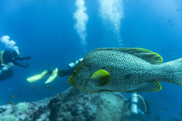 Unusual Beautiful Bright Fish Waters Galapagos Islands — стоковое фото