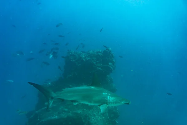 Peixe Bonito Brilhante Incomum Nas Águas Das Ilhas Galápagos — Fotografia de Stock