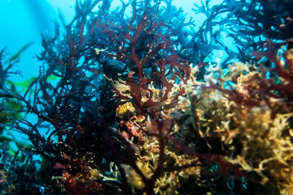 Unusual Beautiful Bright Fish Waters Galapagos Islands — Foto de Stock
