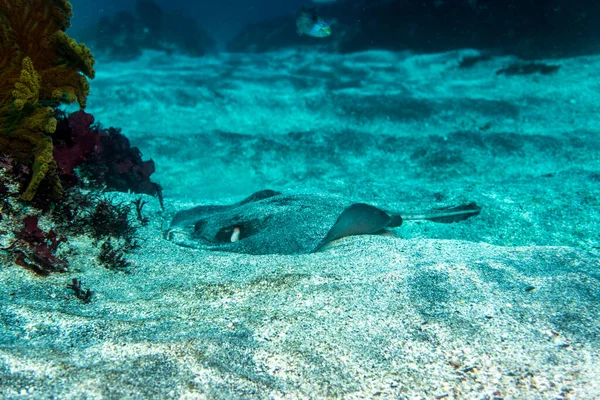 Unusual Beautiful Bright Fish Waters Galapagos Islands — стоковое фото