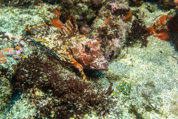 갈라파고스 의물에서 수없는 아름답고 물고기 — 스톡 사진