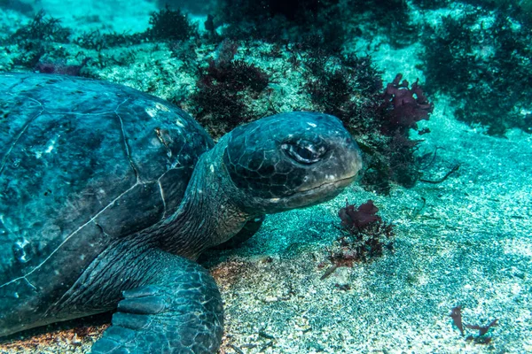 Large Sea Turtle Swims Sea Water Galapagos — Fotografia de Stock