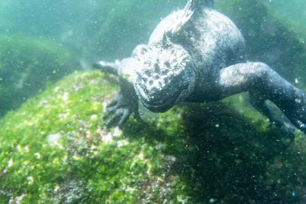 Galapagos Marins Gris Iguane Antique Eau Peu Profonde Mangeant Des — Photo