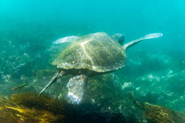 Large Sea Turtle Swims Sea Water Galapagos — Fotografia de Stock