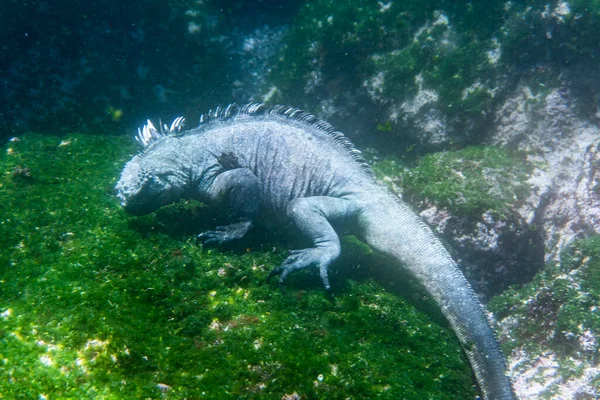 Galapagos Marins Gris Iguane Antique Eau Peu Profonde Mangeant Des — Photo